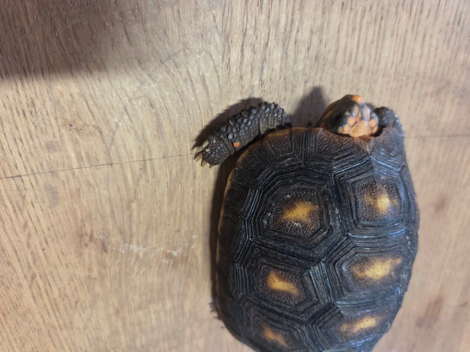 kolenbrander landschildpad Tortoise photo 5