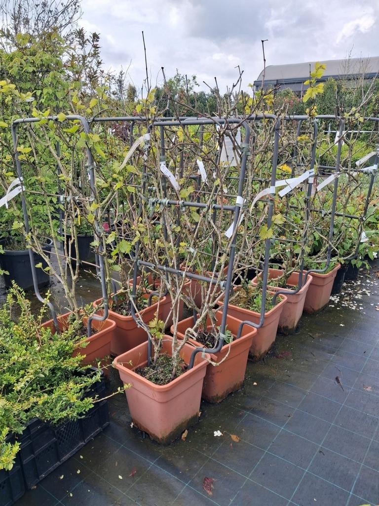 Vitis kant en klaar hagen, druiven Diverse soorten, Overige soorten, Vaste plant, Ophalen of Verzenden, Halfschaduw