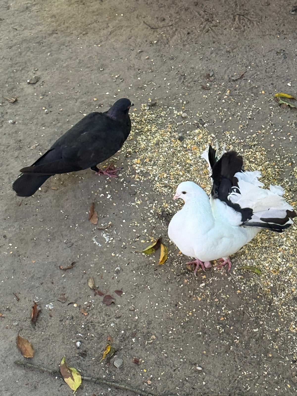 Duiven, Dieren en Toebehoren, Vogels | Overige Vogels