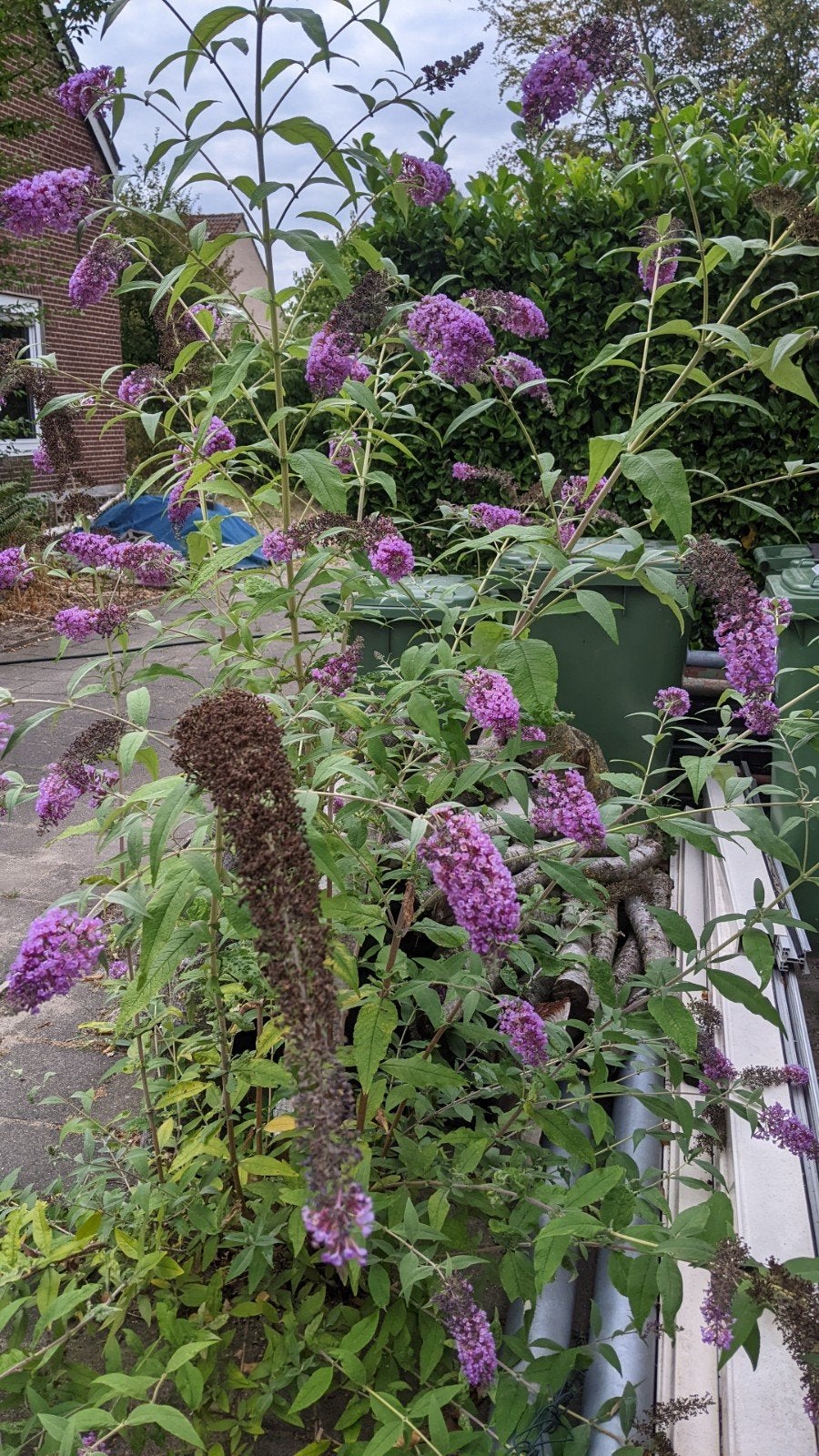 2 vlinderstruik  (van circa 1.0m hoog) samen 5,-, Ophalen, Vaste plant, Overige soorten