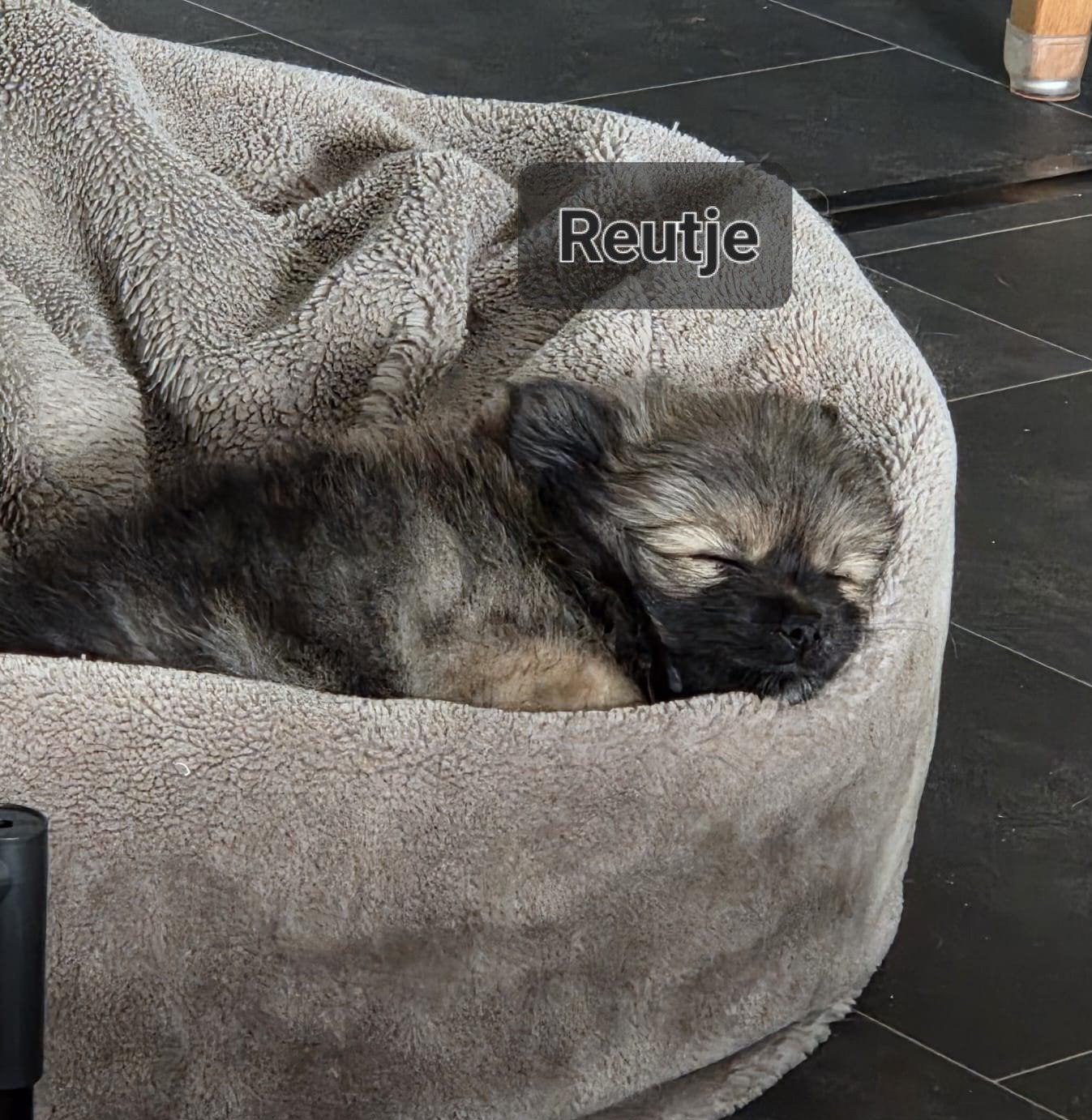 Pomeriaan nog 1TEEFJE & 2 Reutjes, Dieren en Toebehoren, Honden | Poolhonden, Keeshonden en Oertypen, Keeshond, Meerdere, Meerdere dieren