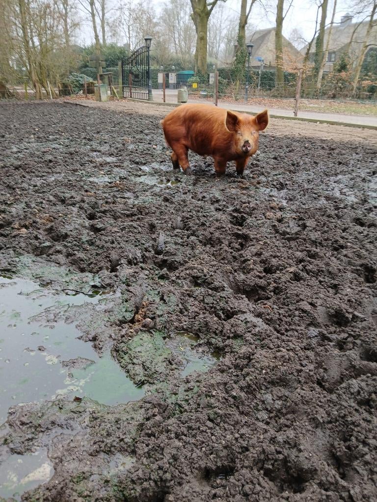 Tamworth dekbeer, Dieren en Toebehoren, Mannelijk, Varken