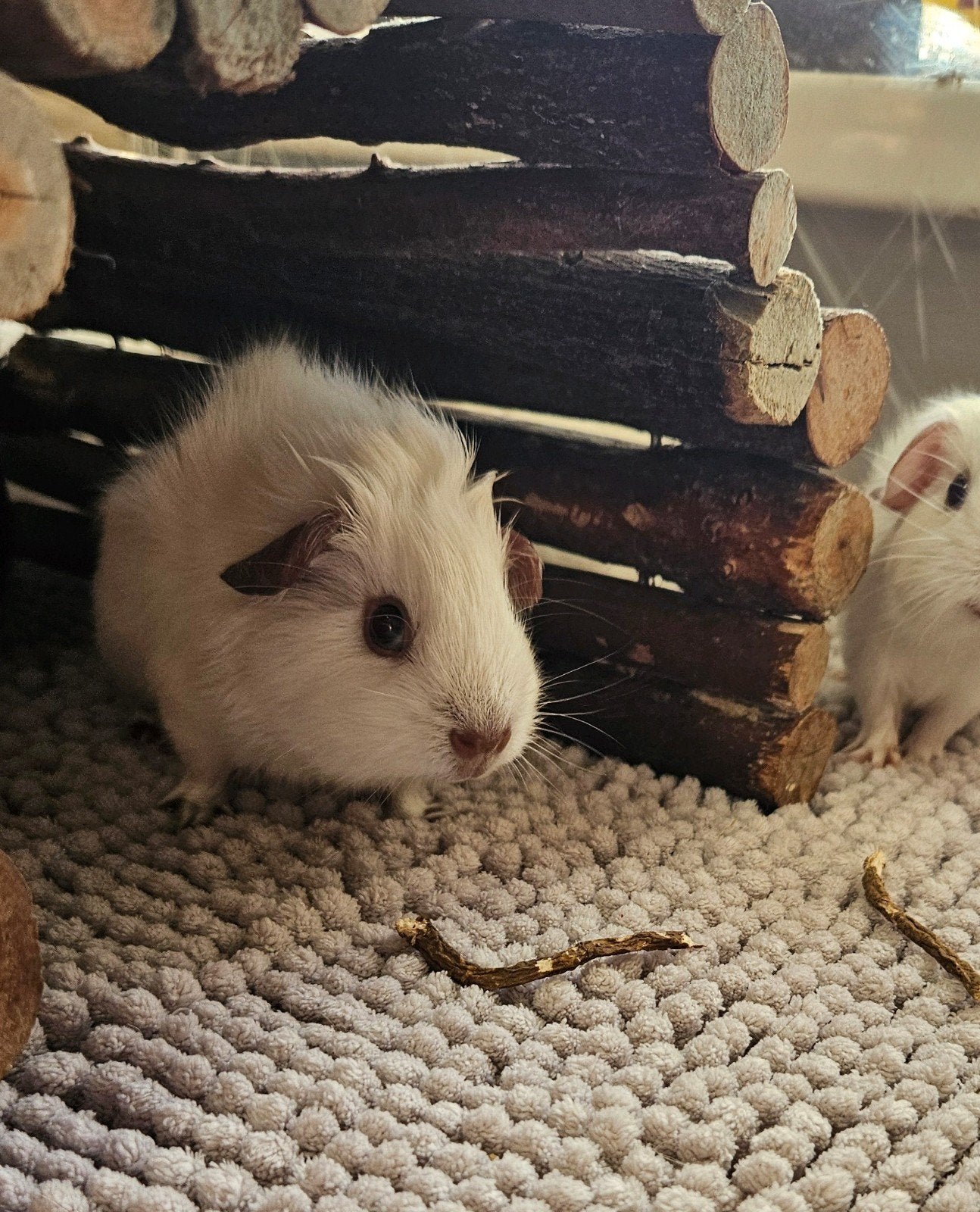 California beertje, Dieren en Toebehoren, Knaagdieren, Cavia, Mannelijk, Mei, Tam