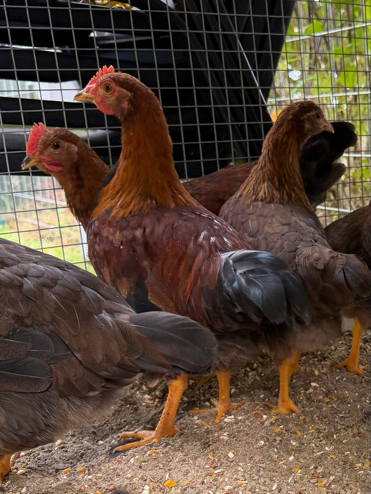 Welsumer kriel, Dieren en Toebehoren, Pluimvee, Meerdere dieren, Kip