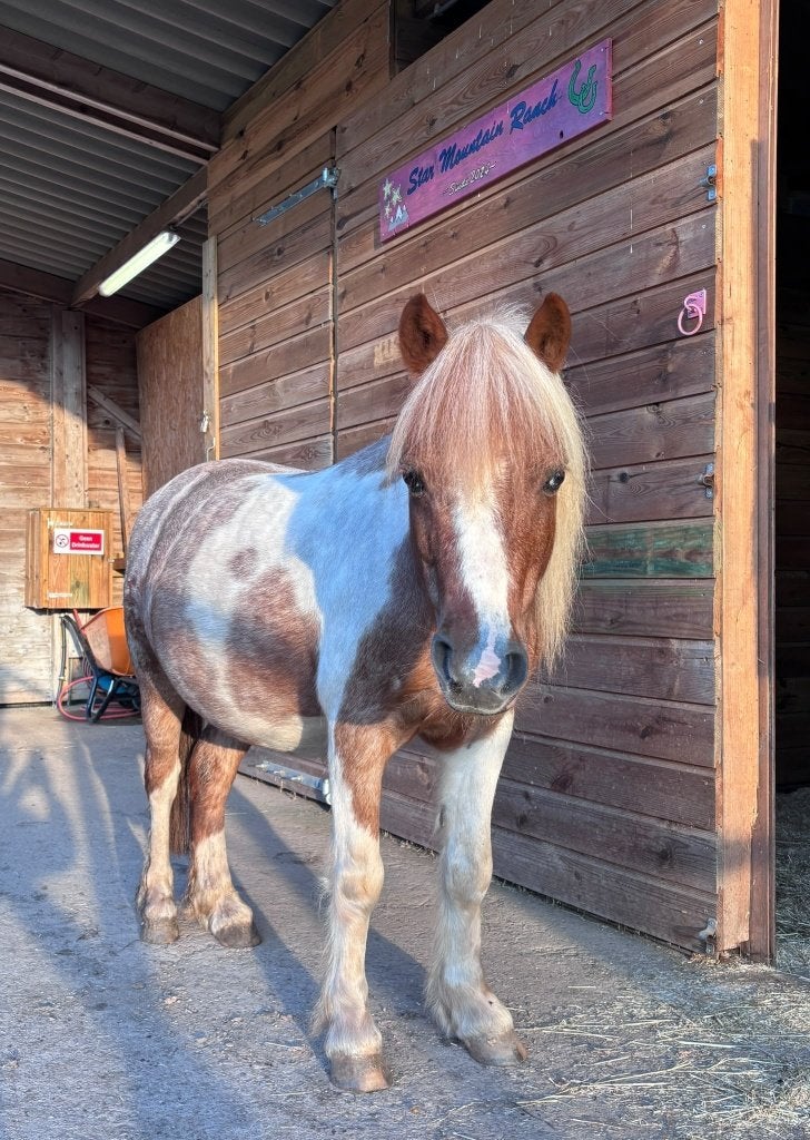 Lieve Shetlander ruin - 9 jaar, Gechipt, Ruin, Zadelmak, A pony (tot 1.17m)