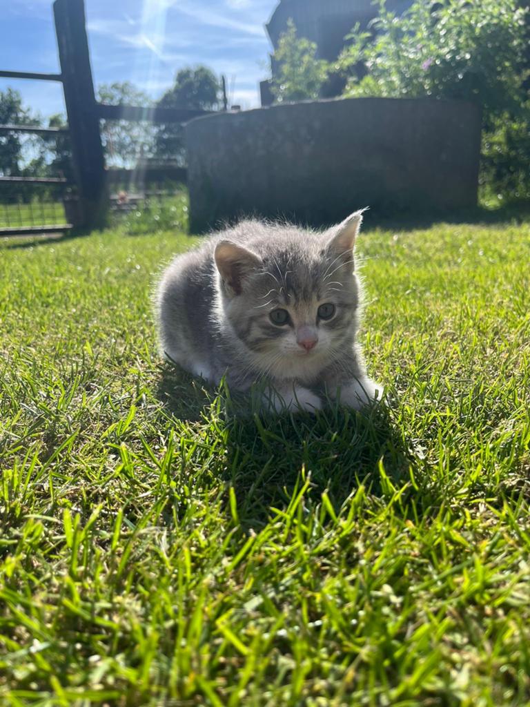 Mooie boerderij kitten te koop, Poes, Kortharig, 0 tot 2 jaar