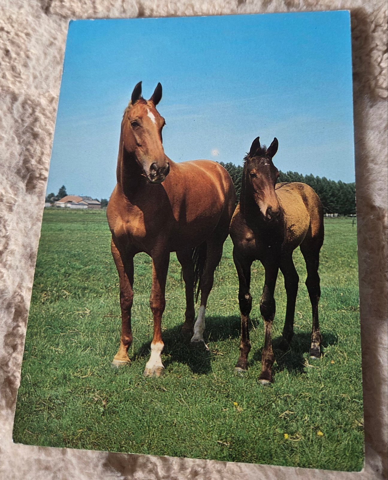 Vintage Ansichtkaart: Paard met Veulen in de wei, Verzenden, 1960 tot 1980, Ongelopen, Paard