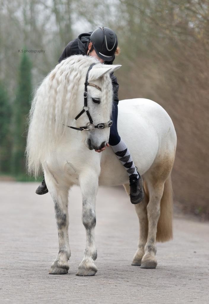Verzorgster gezocht voor lieve merrie, Ophalen of Verzenden, Nieuw