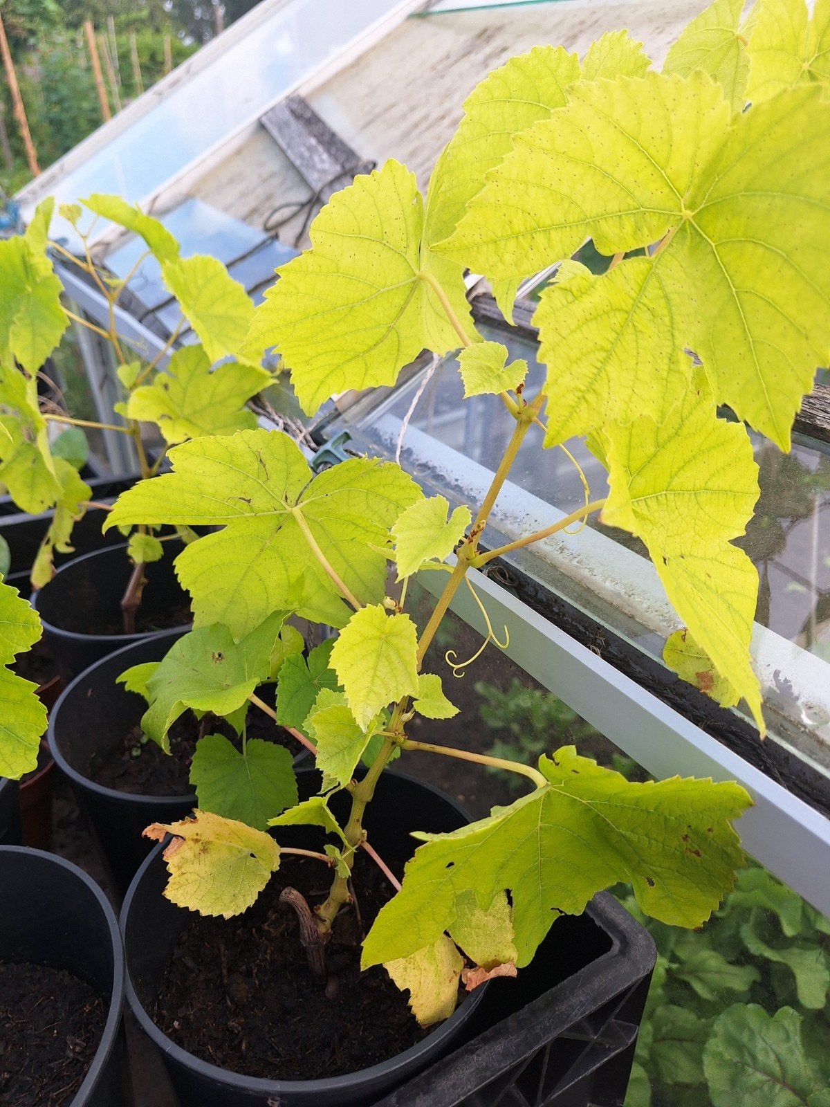 Witte druif Himrod, Tuin en Terras, Planten | Fruitbomen, Overige soorten, Minder dan 100 cm, Ophalen