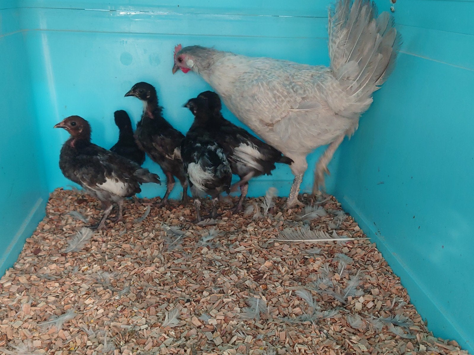 Gratis kuikens Astralorp mix, Meerdere dieren