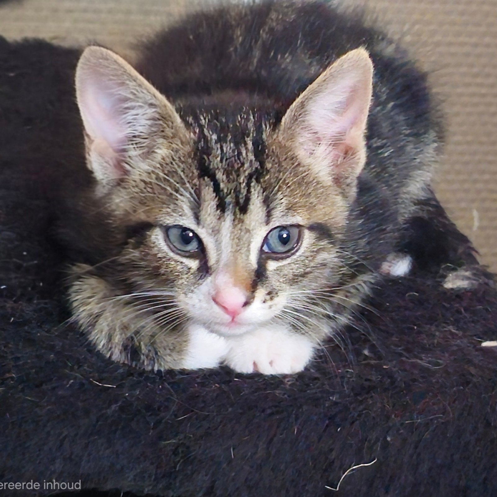 4++++ kittens te koop VANAF SEPTEMBER