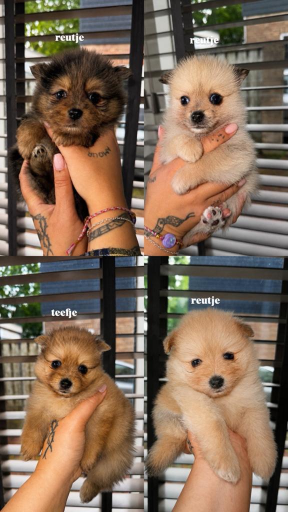 Pomeriaan pup, Keeshond, 8 tot 15 weken, Meerdere, Meerdere dieren