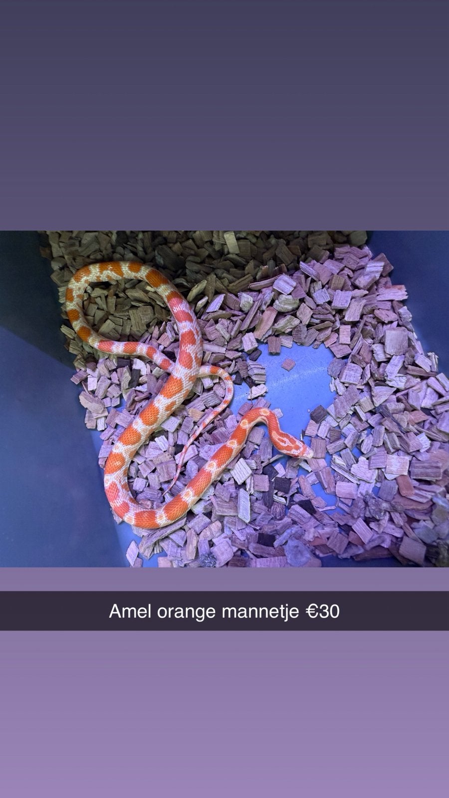 Rattenslangen (Hele leuke genen) (Spoed!) Rat Snake photo 8