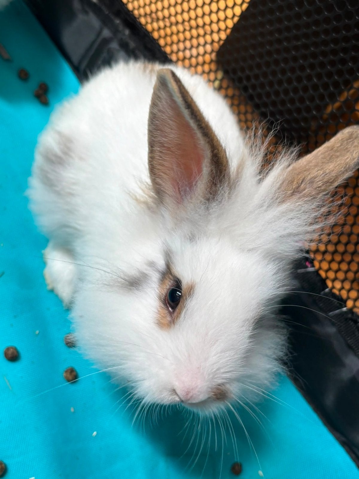 Gratis af te halen: Lieve en pluizige konijntjes, Meerdere dieren, Groot, Hangoor