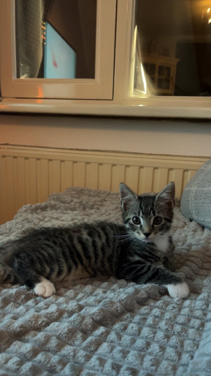 kitten, Kater, Kortharig, 0 tot 2 jaar