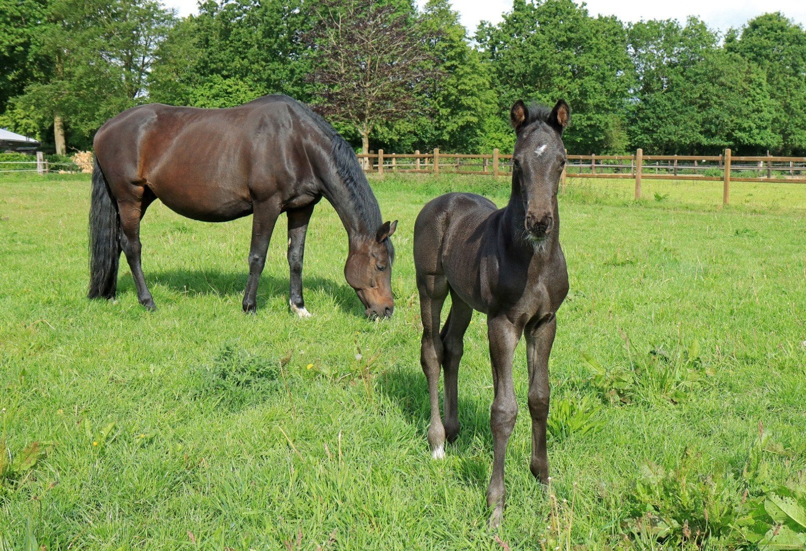 Knap Hengstveulen van Renzo x Lord Leatherdale, Dieren en Toebehoren, Hengst, Minder dan 160 cm, 0 tot 2 jaar