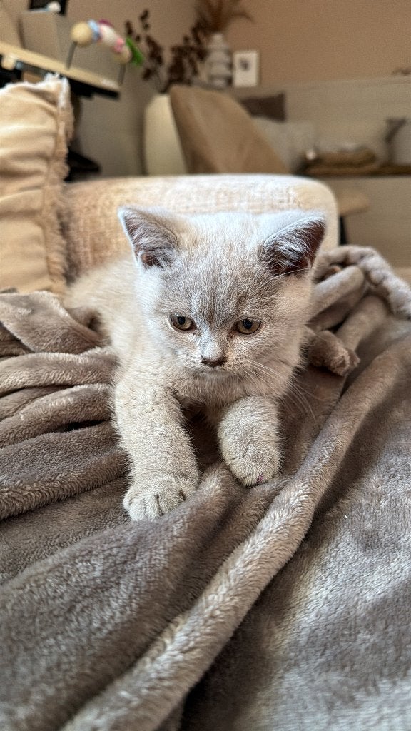 Britse korthaar kitten, Dieren en Toebehoren, Kater, Ontwormd, 0 tot 2 jaar