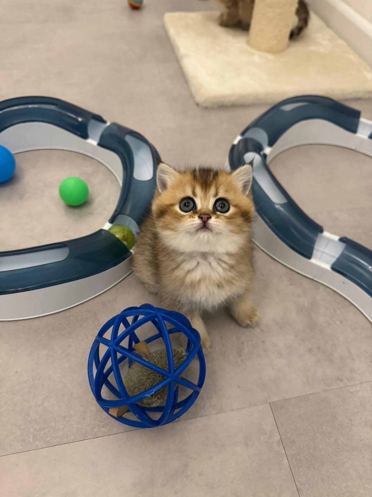Britse korthaar 2 prachtige kittens over!, Dieren en Toebehoren, Meerdere dieren, Ontwormd