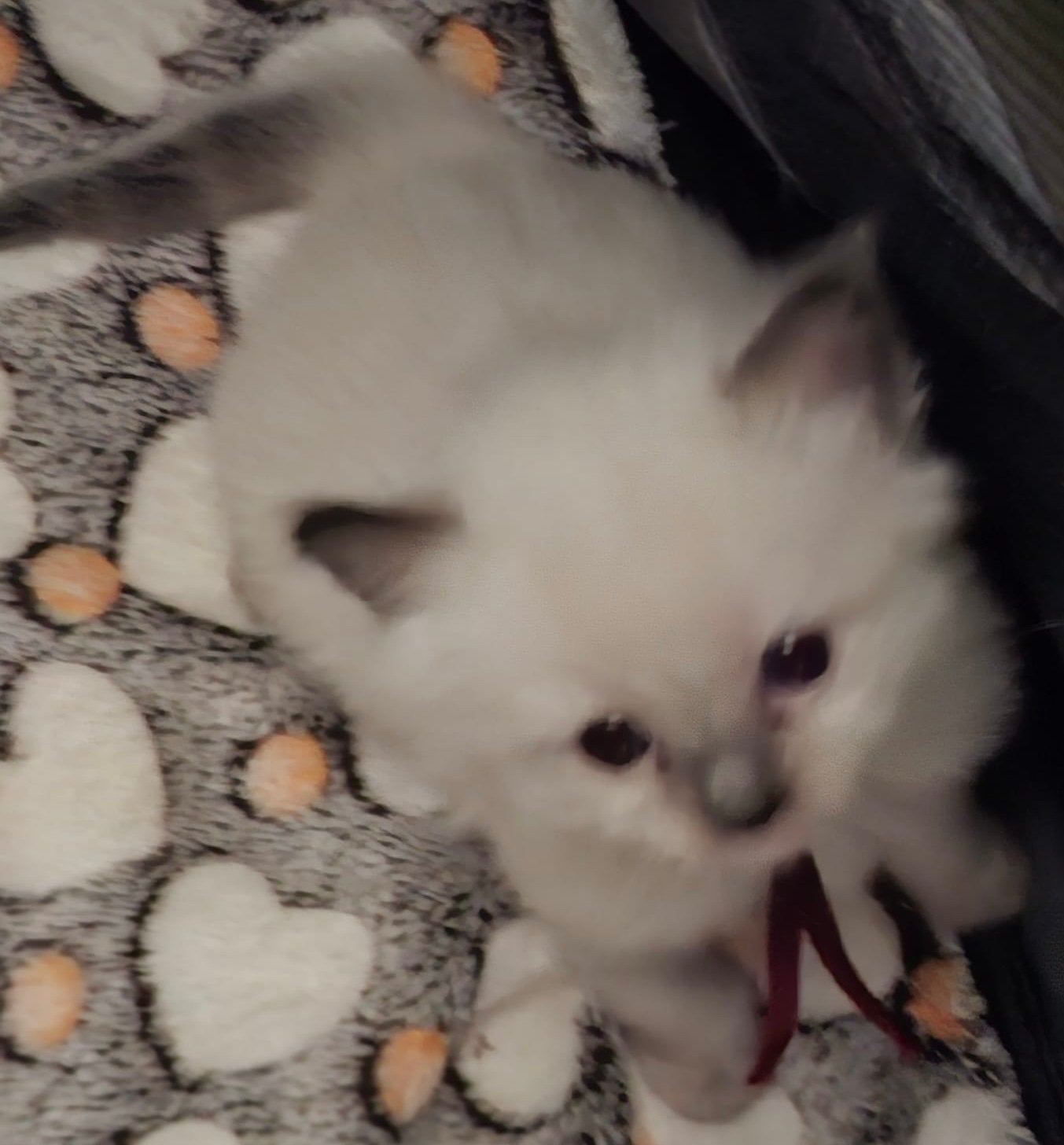 Ragdoll kittens, Meerdere dieren, Gechipt, 0 tot 2 jaar