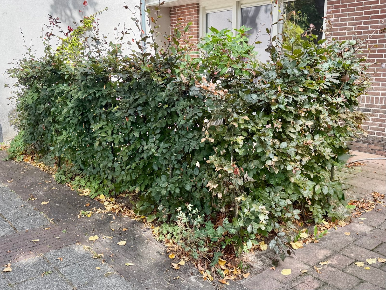 Beukenhaag planten - 8m lang Rode Beuk 25 stuks, Vaste plant, Bloeit niet, Halfschaduw, Ophalen