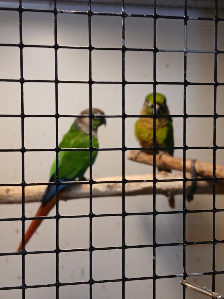 Pyrrhura s, Meerdere dieren, Parkiet