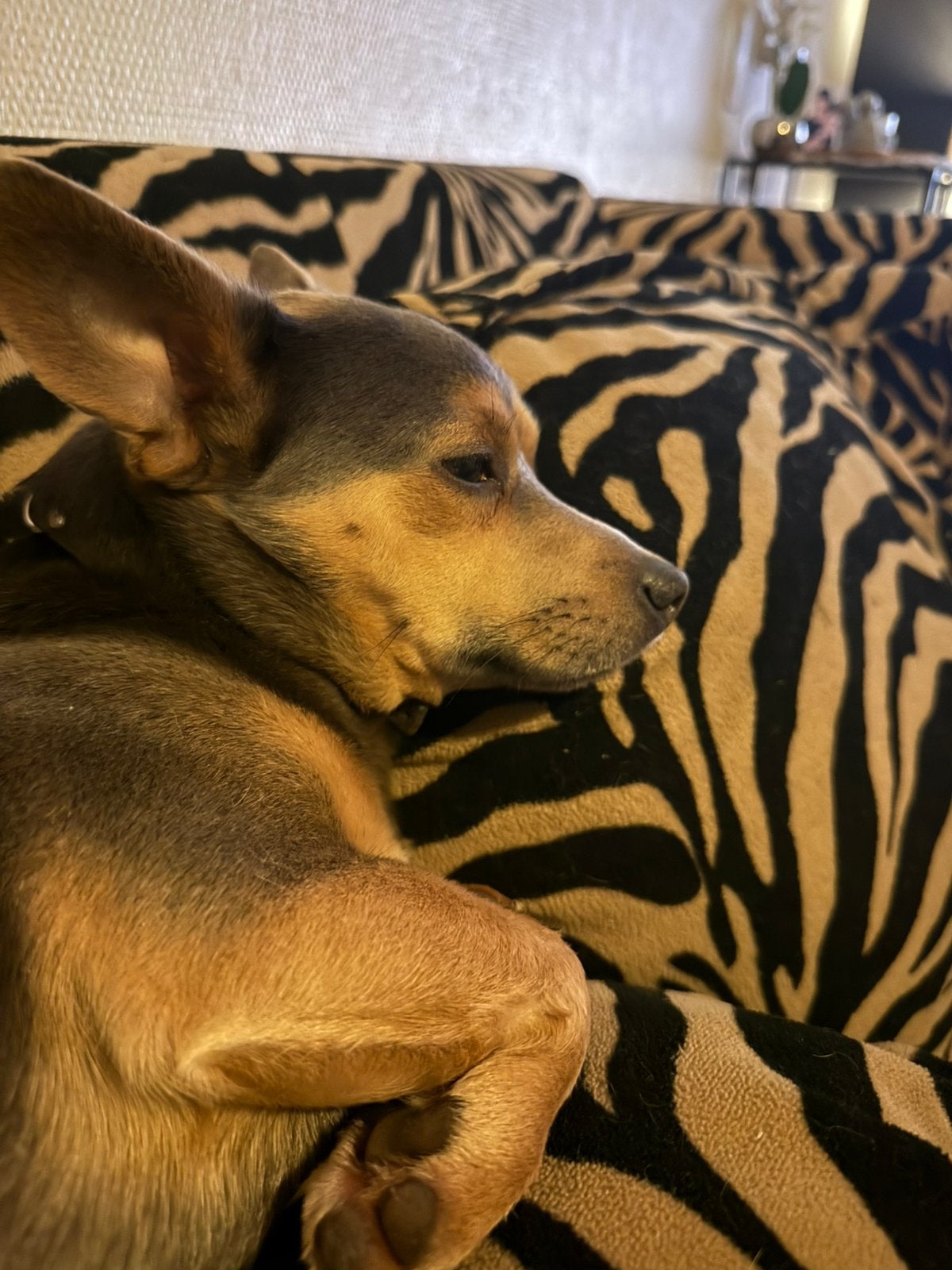 Herplaatsing jackrussel, Dieren en Toebehoren, Parvo, Reu, Eén hond, Klein