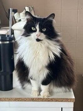 1 poes & 1 kat (Maine Coone), Dieren en Toebehoren, Poes, Langharig, 6 jaar of ouder