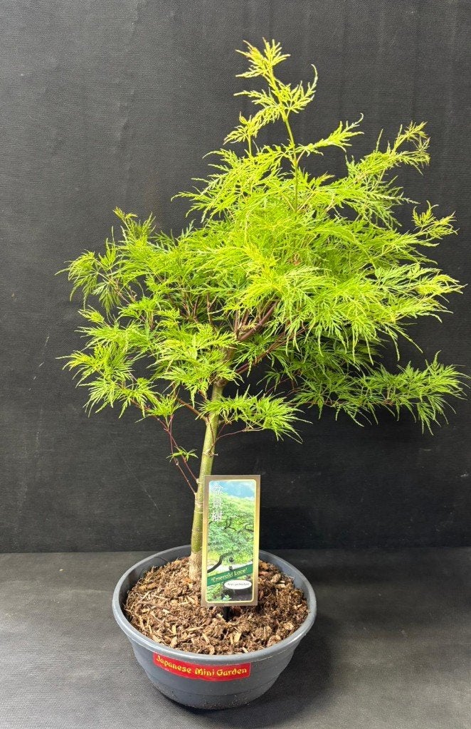 Japanse Bonsai buiten in diverse soorten en maten, Tuin en Terras, Planten | Bomen, In pot, Bloeit niet, Halfschaduw, Minder dan 100 cm