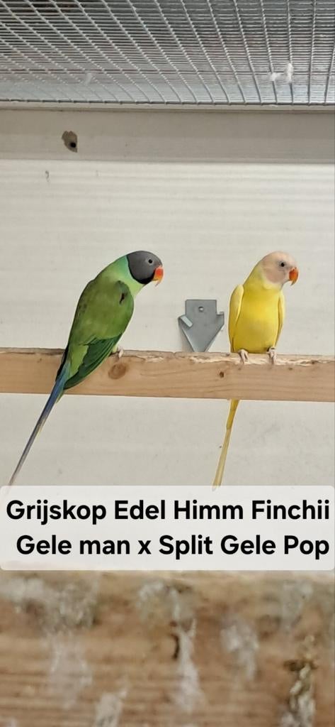 Koppel Grijskop edelparkieten Himm Finchii, Meerdere dieren, Parkiet, Geringd