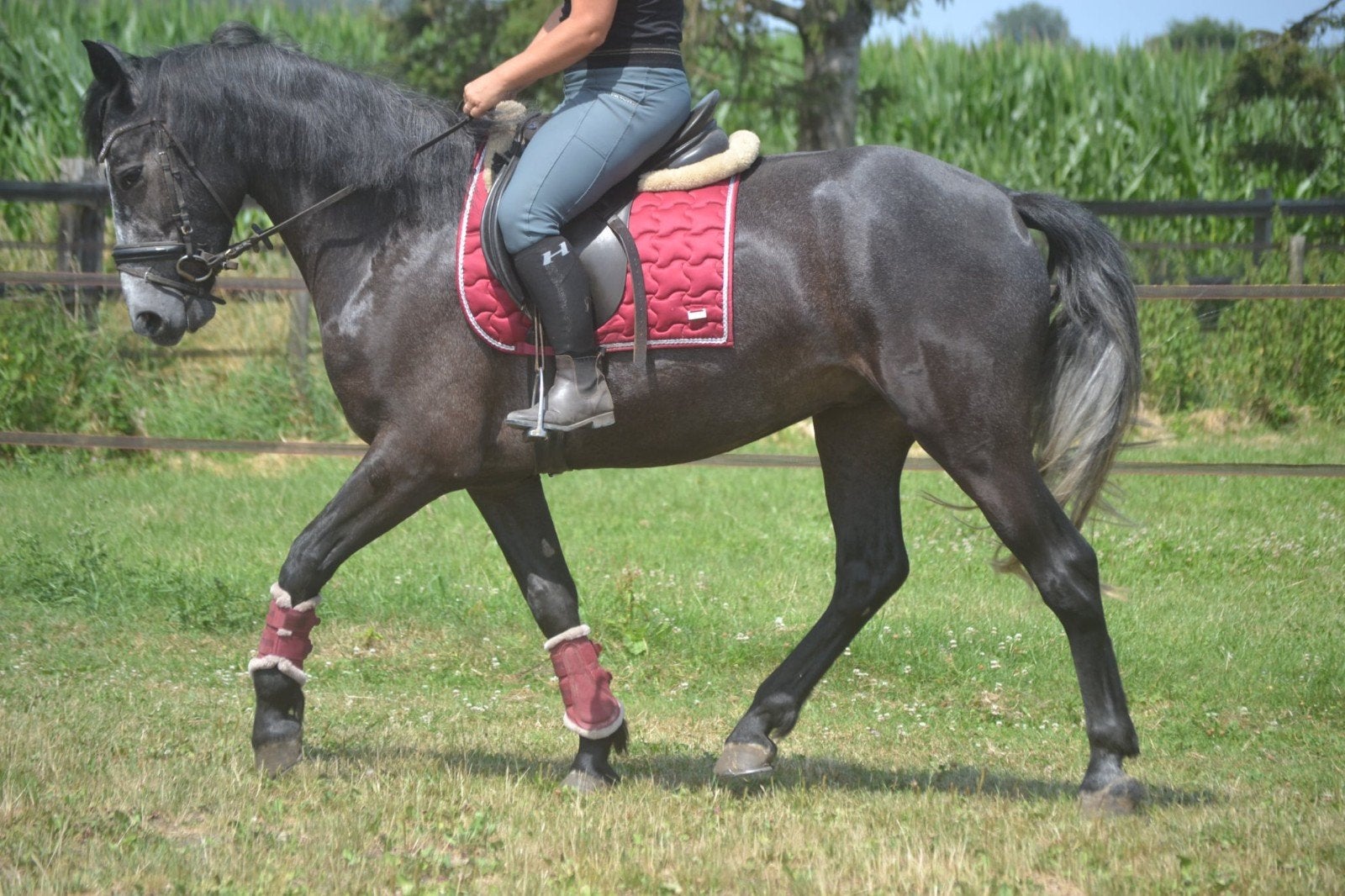 prachtige lieve schimmel ruin, Merrie, 160 tot 165 cm, Dressuurpaard, 3 tot 6 jaar