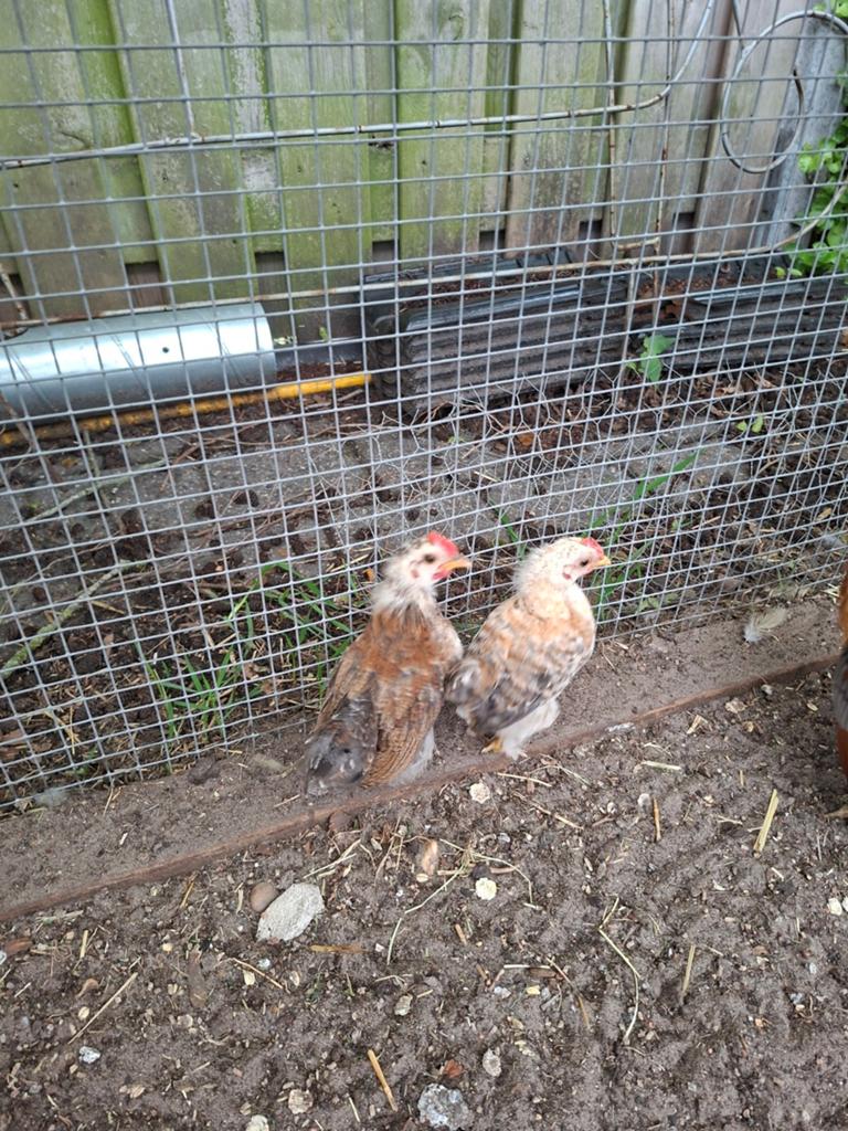 2 haantjes serama/cochin, Dieren en Toebehoren, Pluimvee, Mannelijk, Kip