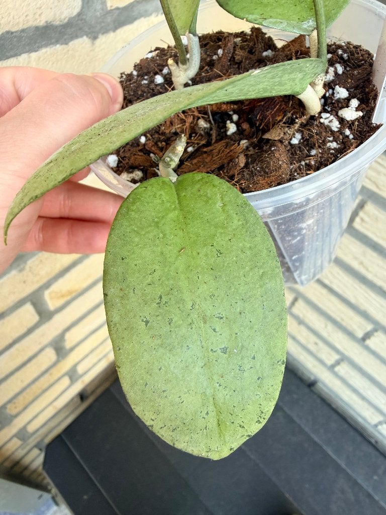 Hoya menak sopal rare, Huis en Inrichting, Kamerplanten, Verzenden, Halfschaduw, Minder dan 100 cm
