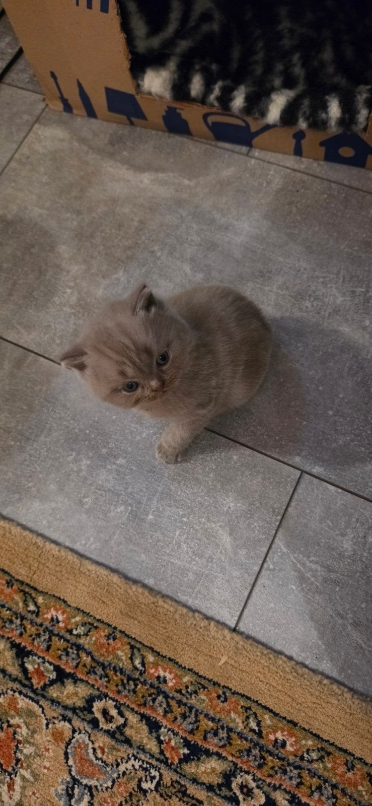 Britse Korthaar kittens te koop, Meerdere dieren