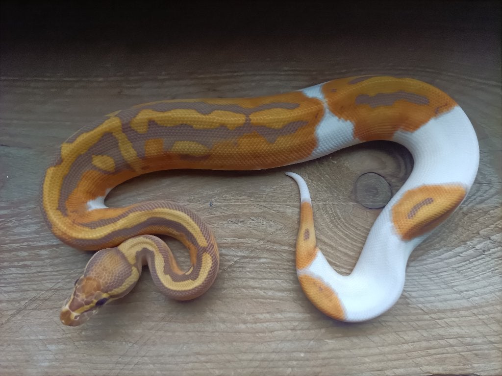 0.1 ultramel pied, Slang, 0 tot 2 jaar