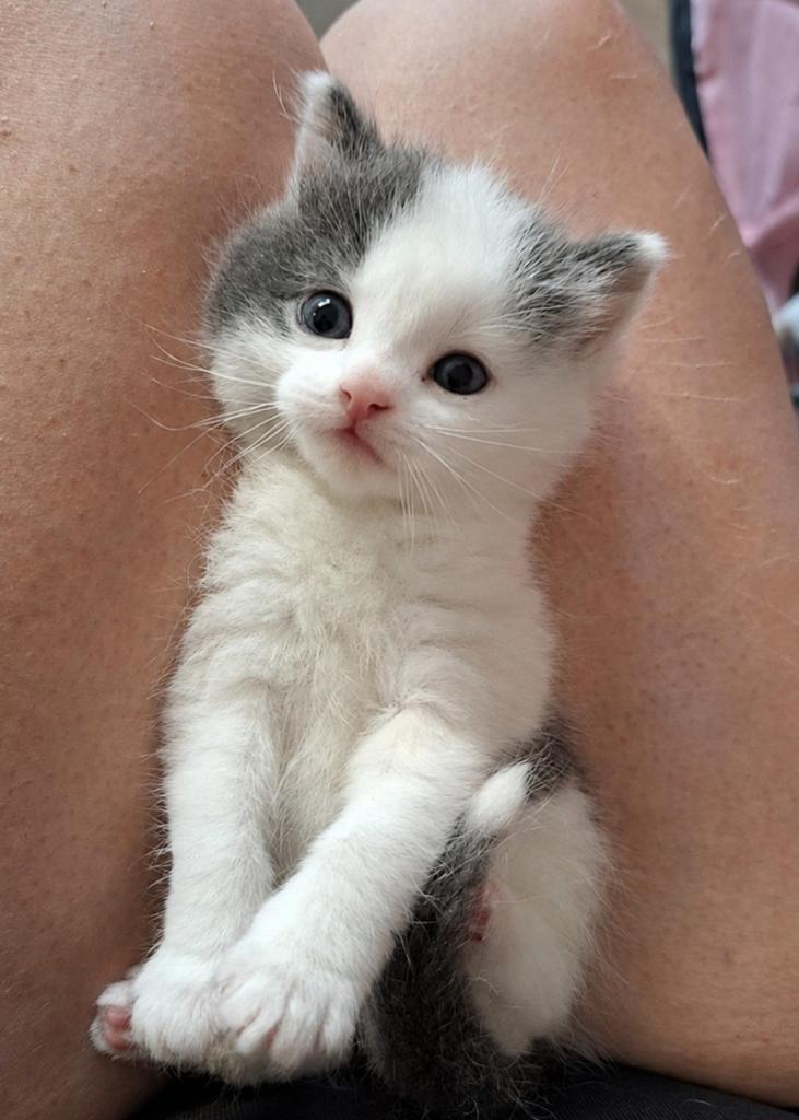 Kittens moeder raggdol x pers, Meerdere dieren, 0 tot 2 jaar
