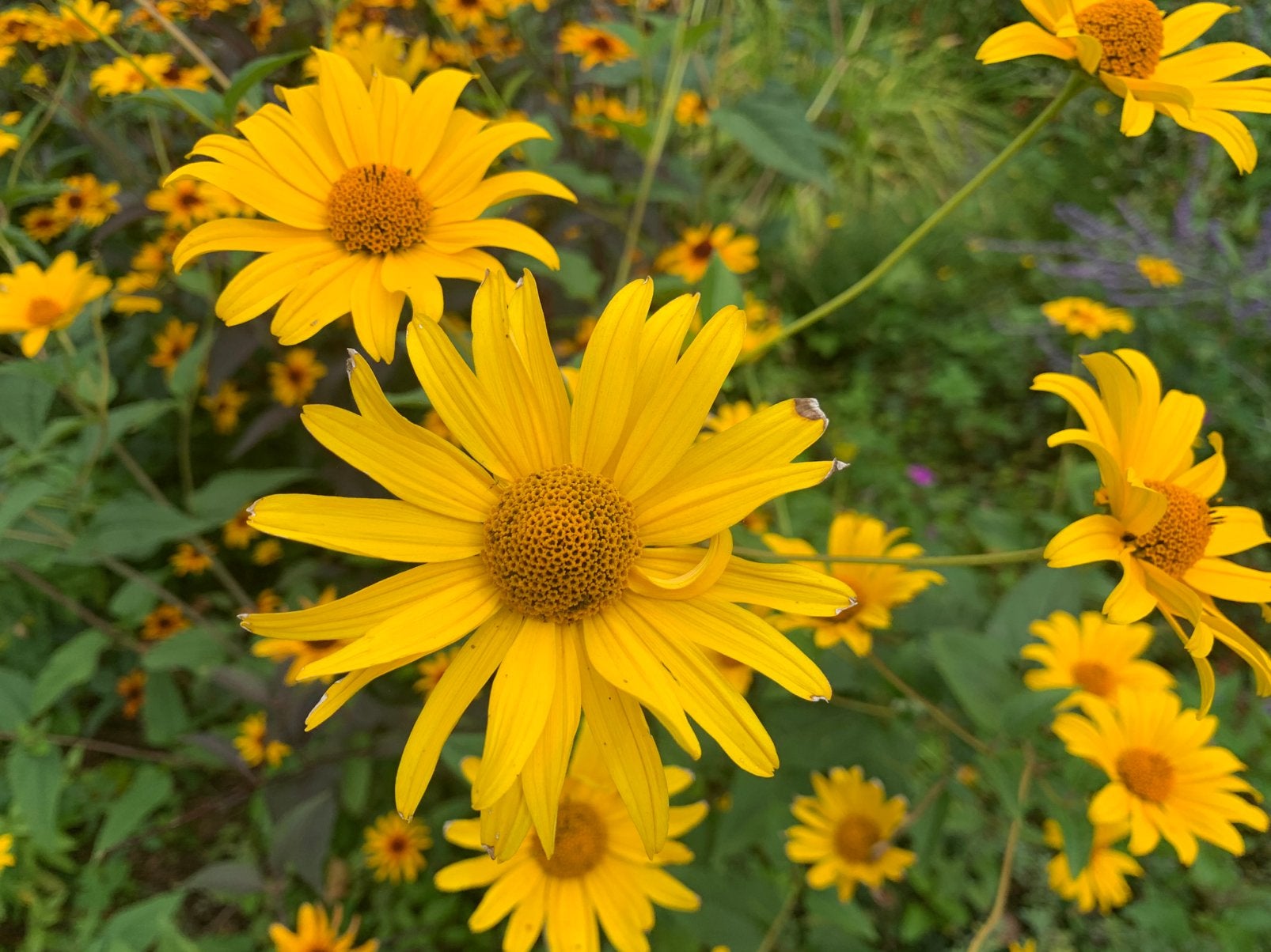 Zonnehoed te koop, Tuin en Terras, Planten | Tuinplanten, Ophalen, Overige soorten, Volle zon