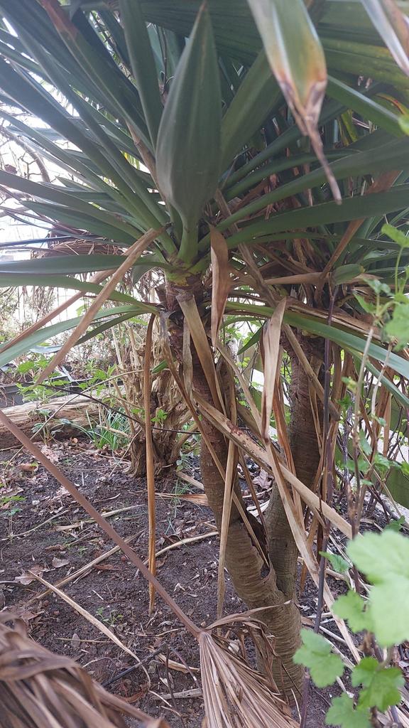 Yucca plant / palm, Volle zon, Vaste plant, Bloeit niet, Ophalen