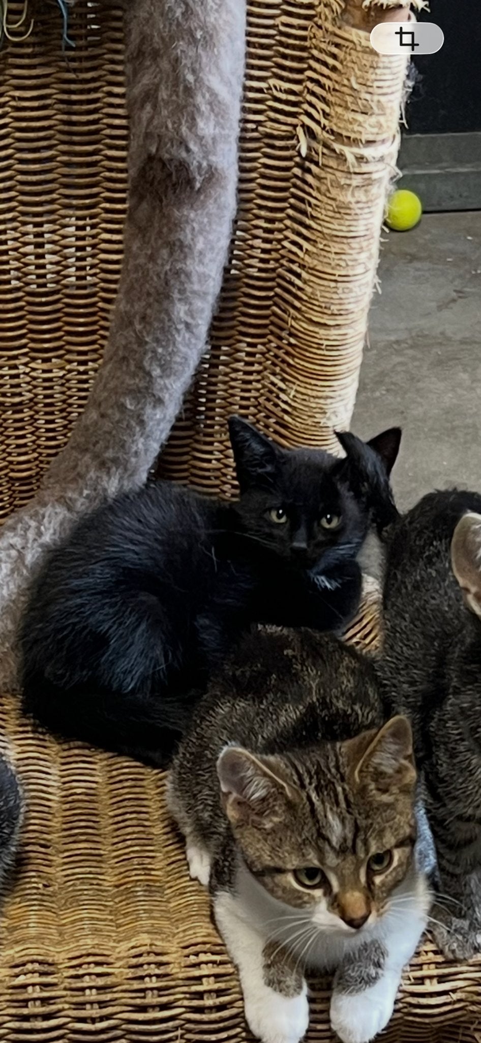 Zeer lieve aanhankelijke kittens tijger cyperse zwart, Dieren en Toebehoren, Katten en Kittens | Overige Katten, Meerdere dieren
