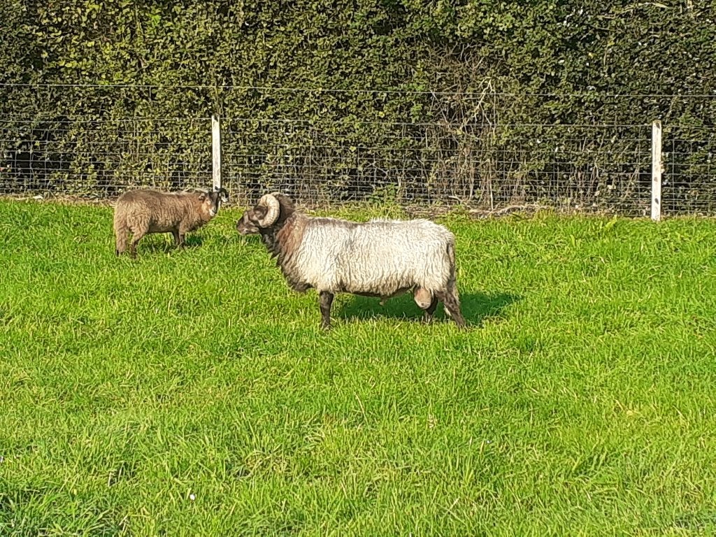 Dekram te huur, Dieren en Toebehoren, Schapen, Geiten en Varkens, Mannelijk, Schaap, 6 jaar of ouder