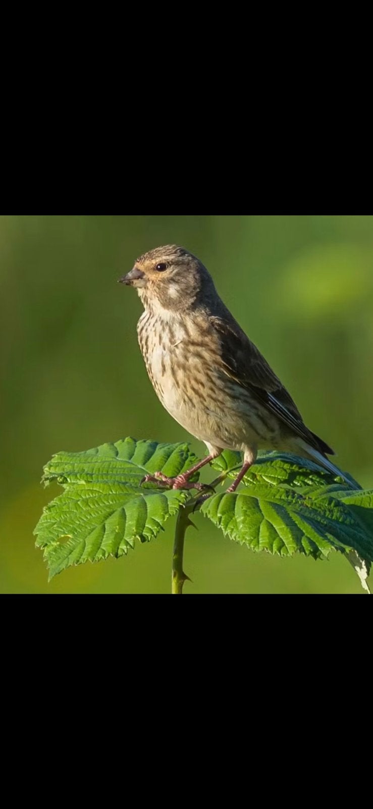 Kneu kneuter pop gezocht, Vrouwelijk