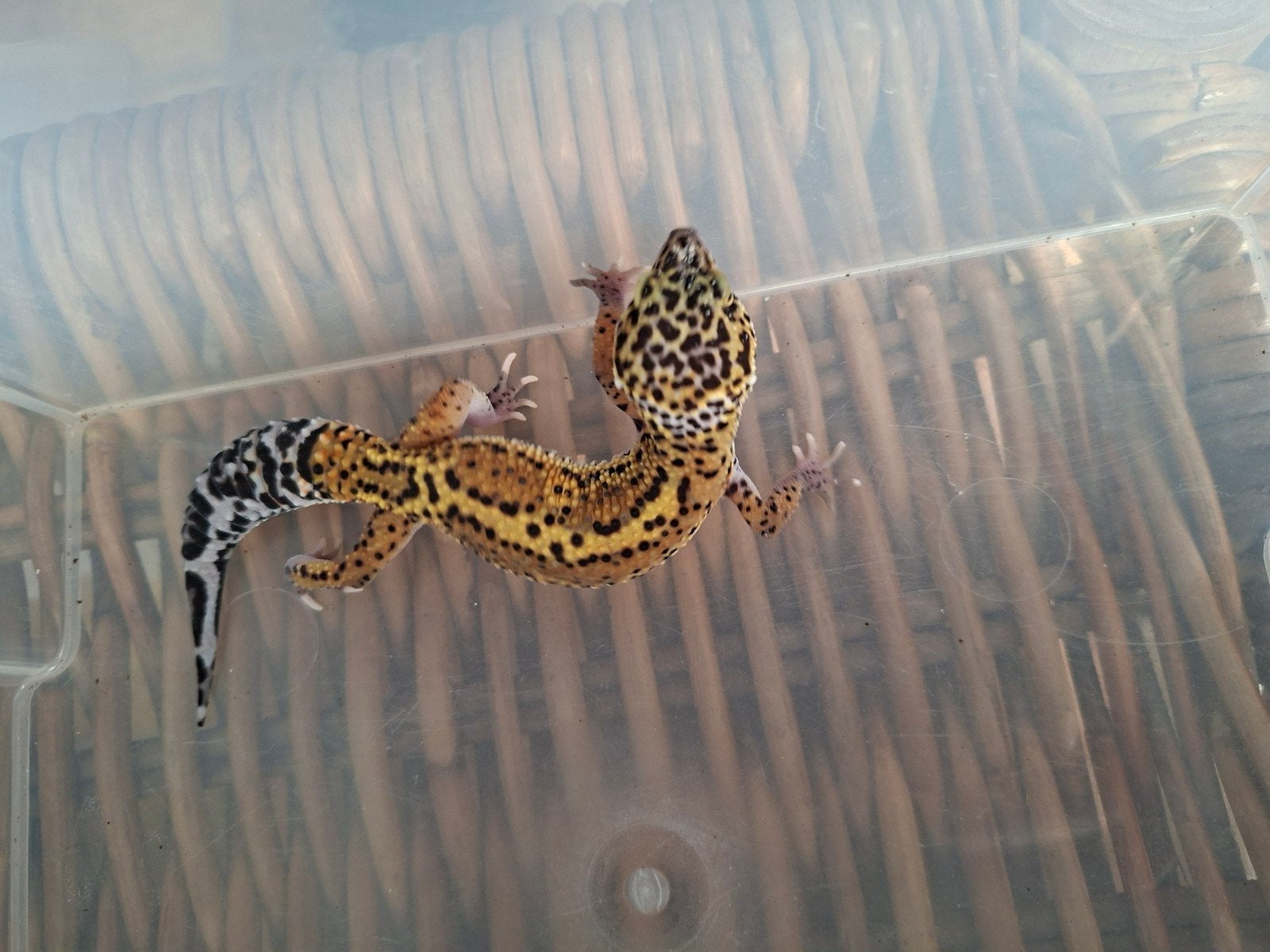 Eublepharis Macularius luipaardgekko man en vrouwen te koop Leopard Gecko photo 8