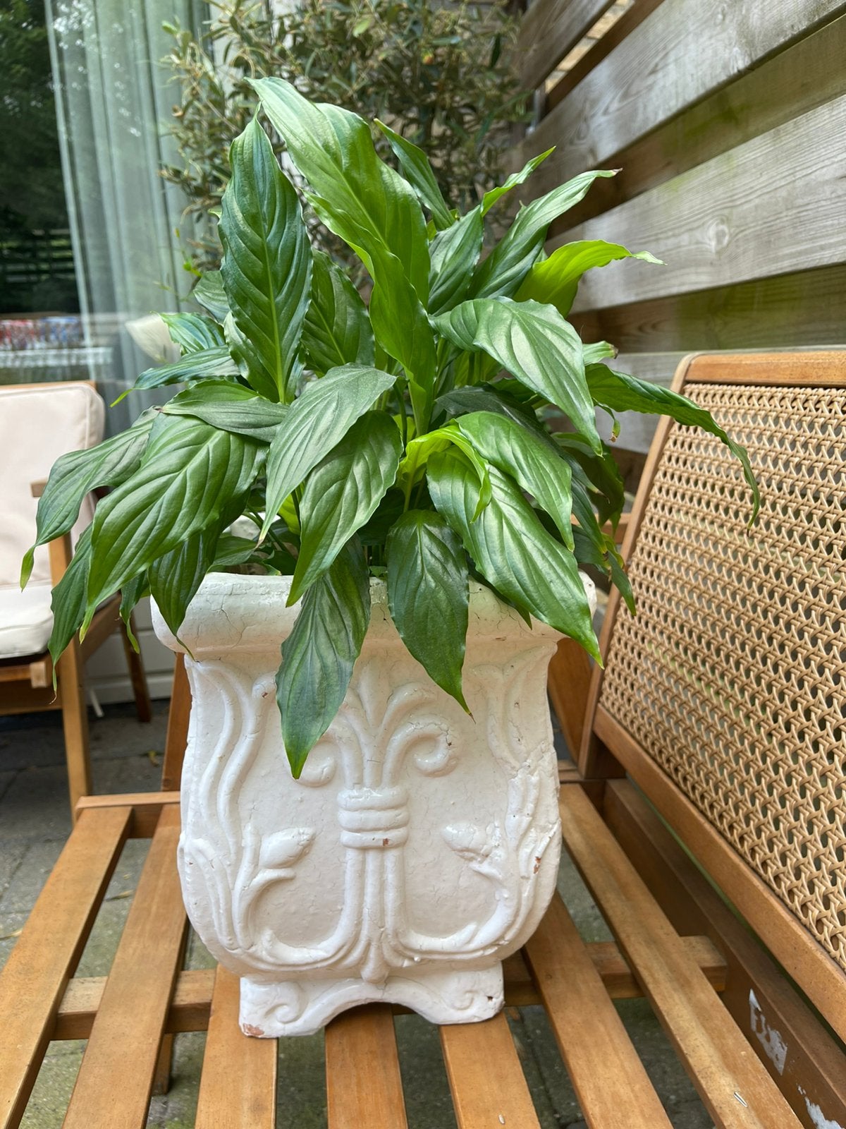 Mooie bloempot incl. Gezonde kamerplant, Huis en Inrichting, Kamerplanten, Ophalen, Halfschaduw, In pot, Minder dan 100 cm