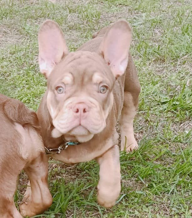 Franse bulldog pup Isabelle lijn, Parvo, Reu, 8 tot 15 weken, Bulldog