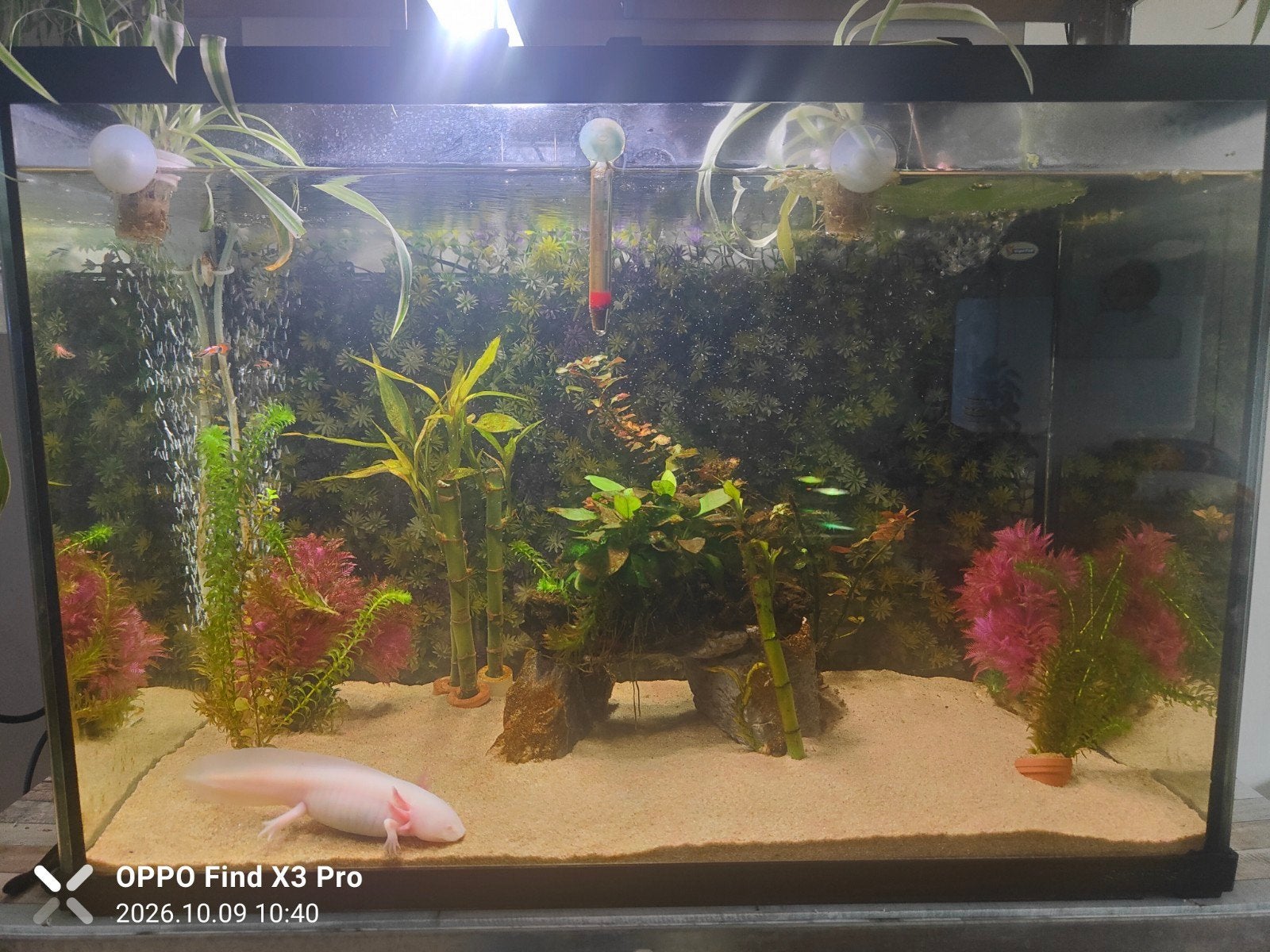 albino axolotl, Dieren en Toebehoren, Overige typen, Zoetwatervis