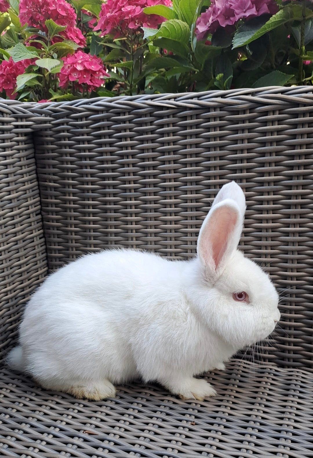 Witte nieuw zeelander voedster, Dieren en Toebehoren, Konijnen, Vrouwelijk, Dwerg