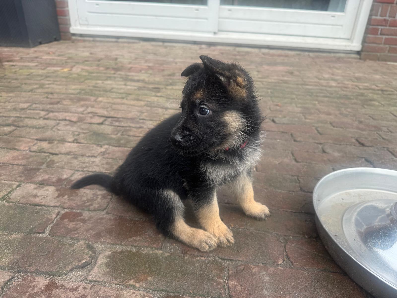 Duitse herder pups nog 1 kortharig teefje beschikbaar, Dieren en Toebehoren, 8 tot 15 weken, Meerdere, Meerdere dieren, CDV (hondenziekte)