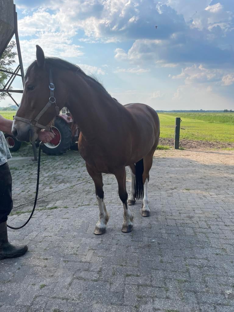 Te koop mooie ruin 2500 euro en mooie merrie 2750 euro, Ruin, Recreatiepaard, 7 tot 10 jaar