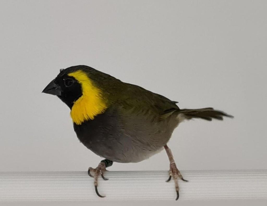 Cuba vink man, Dieren en Toebehoren, Vogels | Overige Vogels, Mannelijk