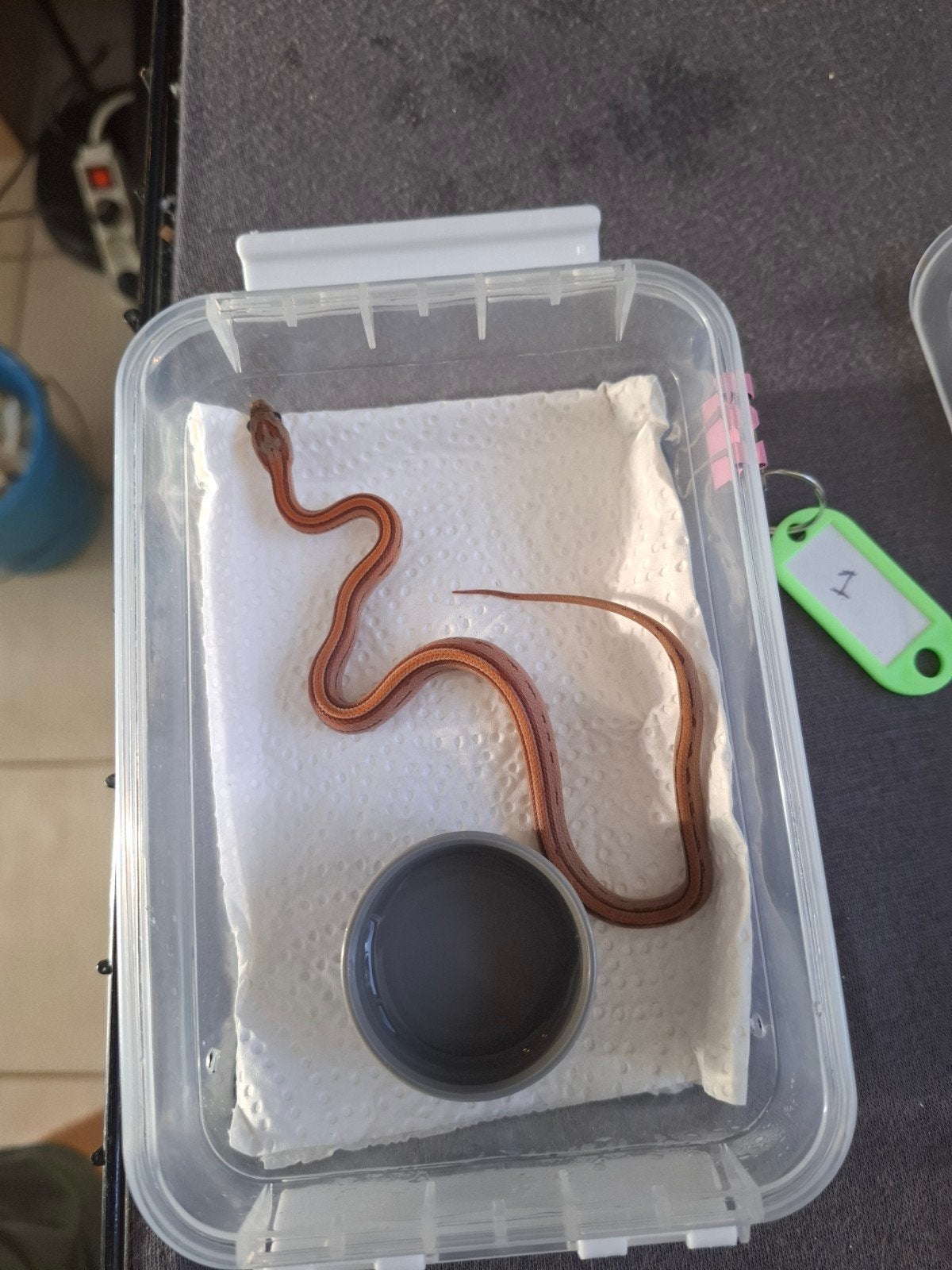 Rode rattenslangen zoeken nieuw thuis Corn Snake - unknown for sale from Marieke