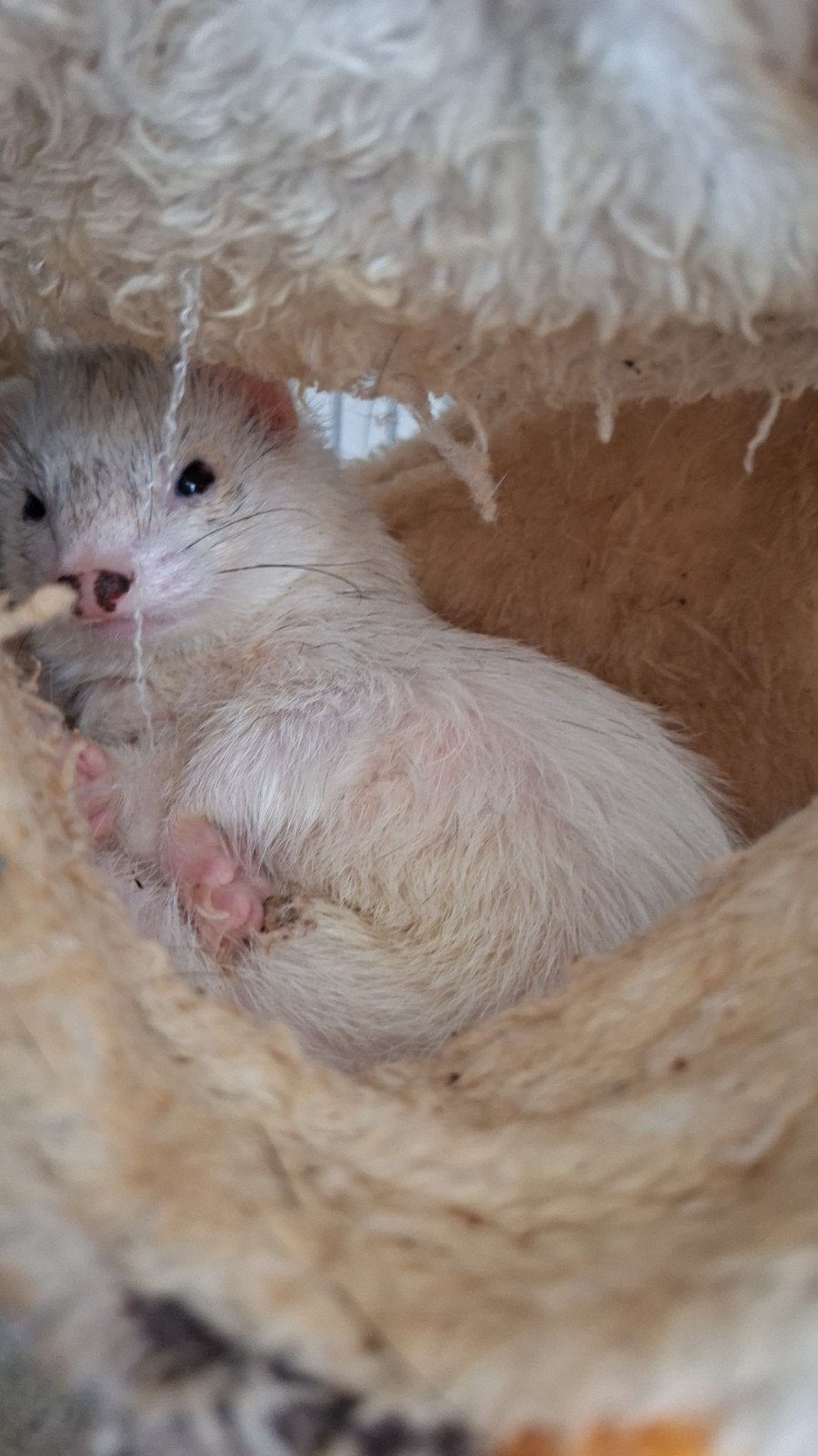 2 lieve fretjes incl toebehoren, Dieren en Toebehoren, Maart, Fret, Meerdere dieren, Tam